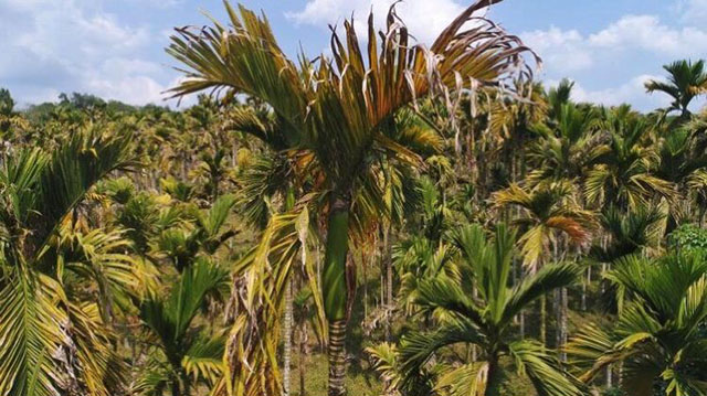 海南多地檳榔染上黃化病,今年產量可能小幅下滑