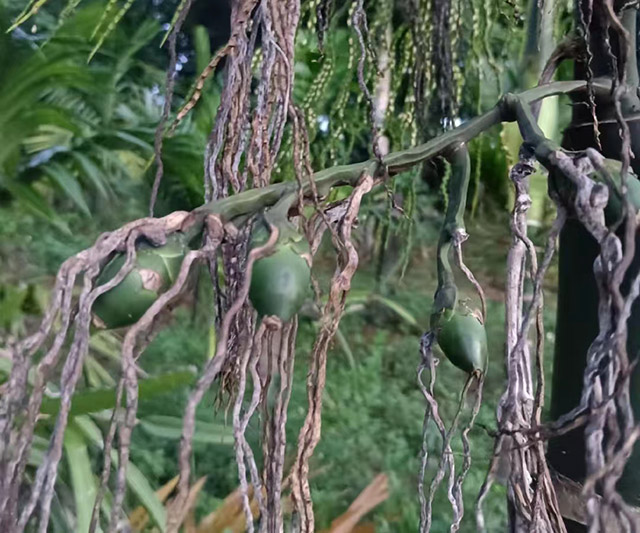 為什么檳榔落果的現(xiàn)象無法避免?