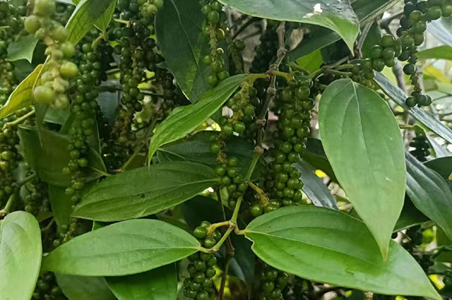 海南胡椒收購行情參考(2024年8月20日)