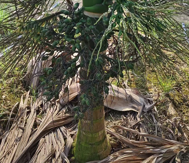 什么是矮節檳榔?和檳榔品種有關嗎?