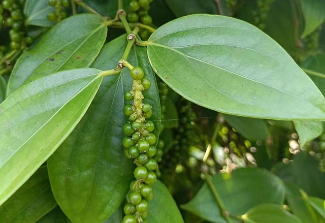 海南白胡椒收購價格參考(2024年12月30日)