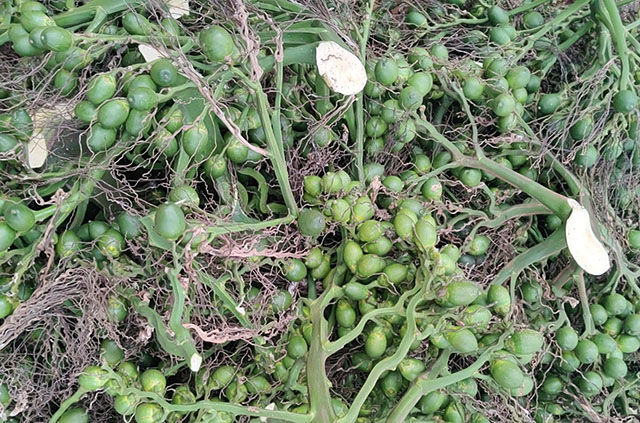 海南檳榔收購價格行情參考(2025年12月6日)