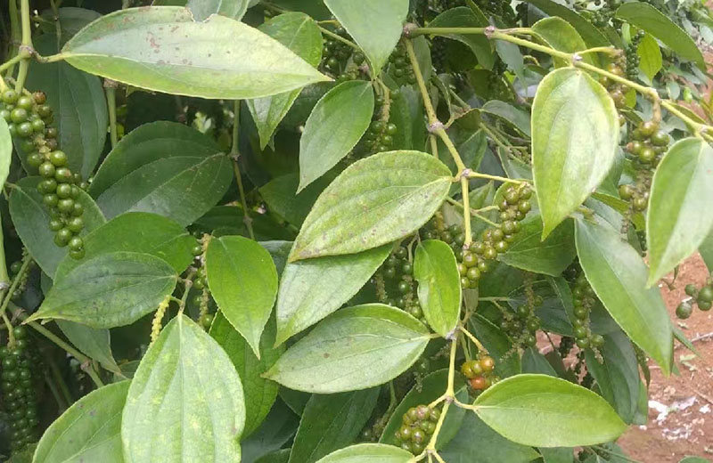 海南白胡椒收購價格參考(2024年12月24日)