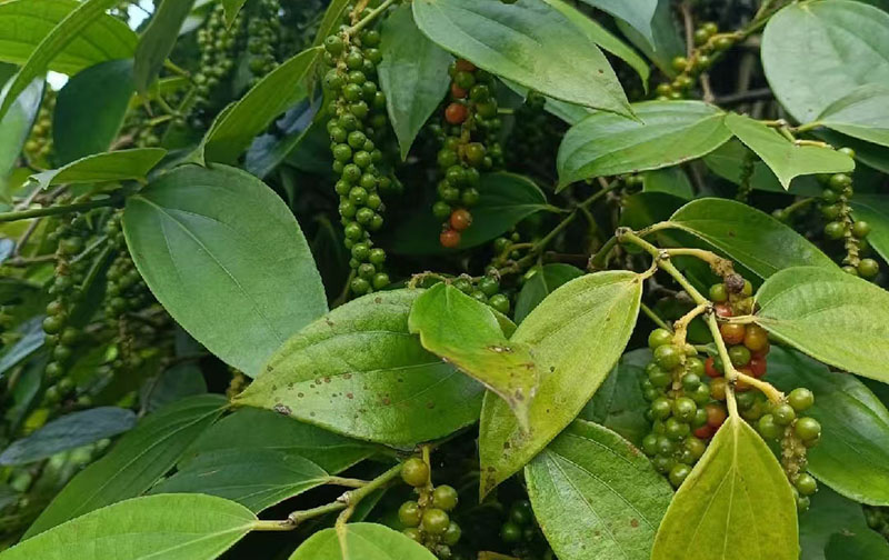 海南白胡椒收購價格參考(2024年12月24日)