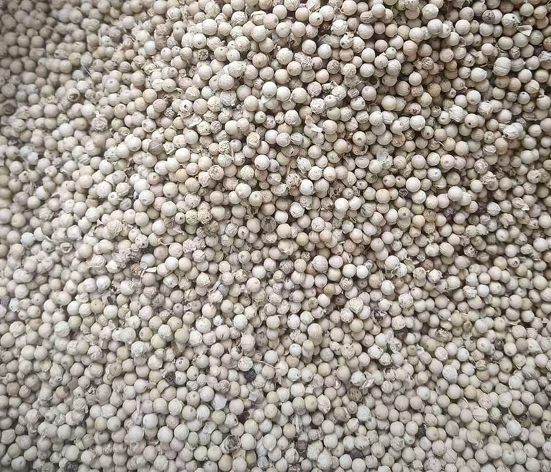 海南白胡椒收購價格參考(2024年12月24日)