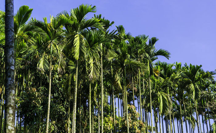 豐姿綽約的檳榔樹 檳榔在海南是怎樣的一種存在?真的那么好吃嗎?