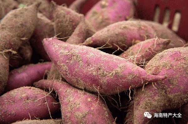 五指山富硒地瓜 海南常見(jiàn)的地瓜品牌介紹,你都吃過(guò)哪些?