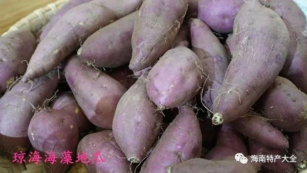 瓊海海藻地瓜 海南常見(jiàn)的地瓜品牌介紹,你都吃過(guò)哪些?
