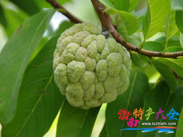 番荔枝 海南番荔枝是一種怎樣的存在,你真的懂它嗎?