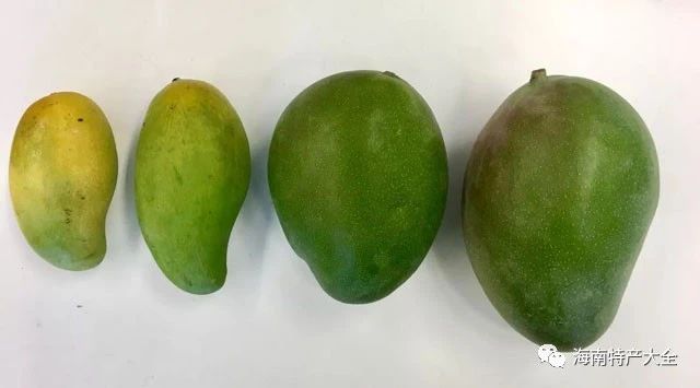 芒果 海南芒果