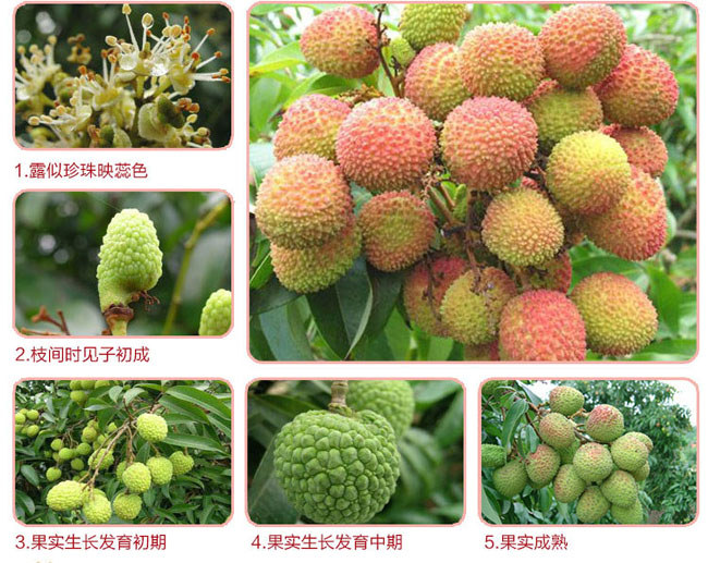 海南荔枝開花-結(jié)果-成熟三個過程 海南荔枝