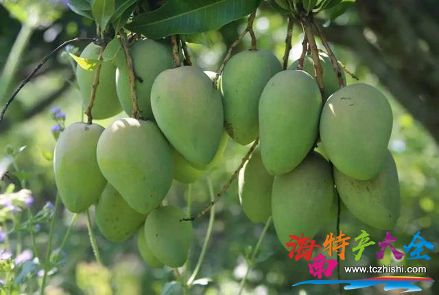 海南芒果 海南芒果今日價格參考(2023年5月11日)