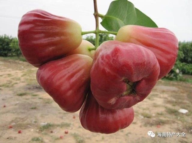 牛奶蓮霧 海南蓮霧