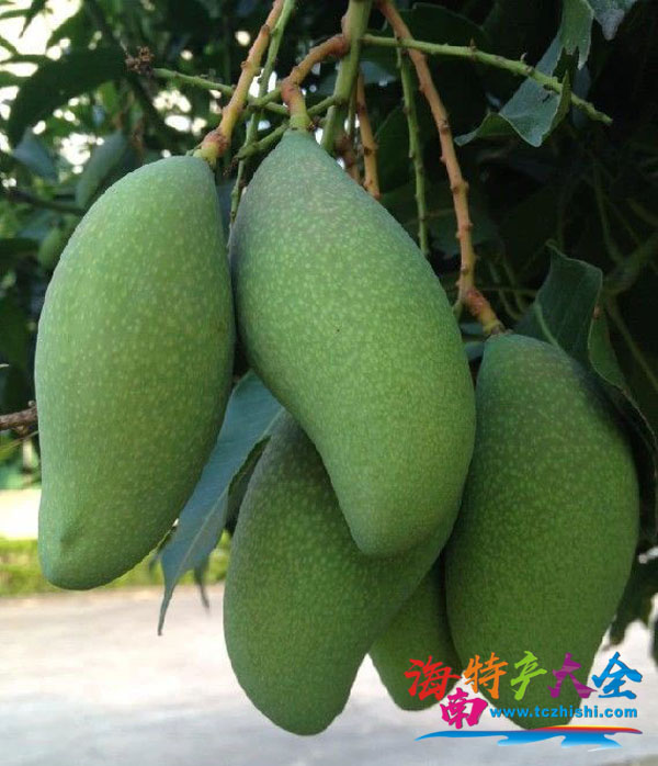 秋芒 海南各品種芒果上市時間,愛芒人士請收藏