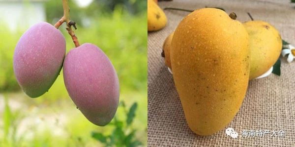 貴妃芒與臺農(nóng)芒 貴妃芒 VS 臺農(nóng)芒,誰才是你的最愛?