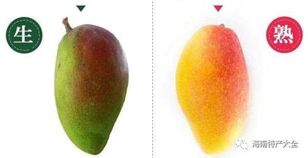 生的貴妃芒與熟的貴妃芒 貴妃芒 VS 臺農(nóng)芒,誰才是你的最愛?