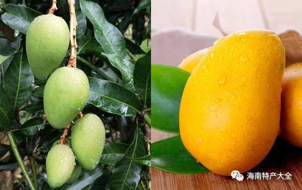 生的臺農(nóng)芒與熟的臺農(nóng)芒 貴妃芒 VS 臺農(nóng)芒,誰才是你的最愛?