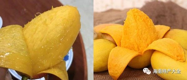 貴妃芒與臺農(nóng)芒水分對比 貴妃芒 VS 臺農(nóng)芒,誰才是你的最愛?