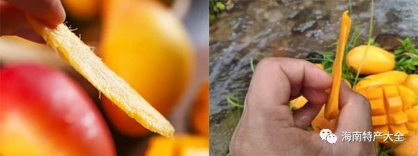 貴妃芒與臺農(nóng)芒的果核對比 貴妃芒 VS 臺農(nóng)芒,誰才是你的最愛?