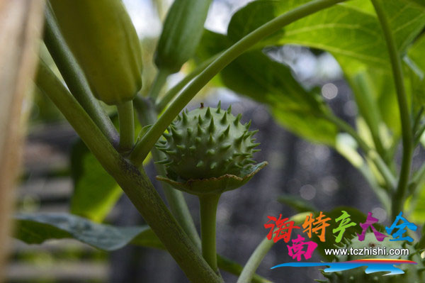 白花曼陀羅果實 白花曼陀羅果實