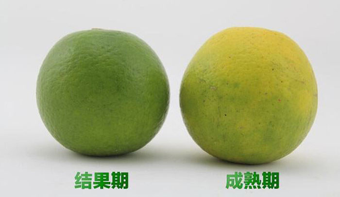 瓊中綠橙 海南瓊中綠橙