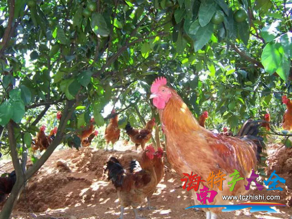 保亭什玲雞 保亭什玲雞