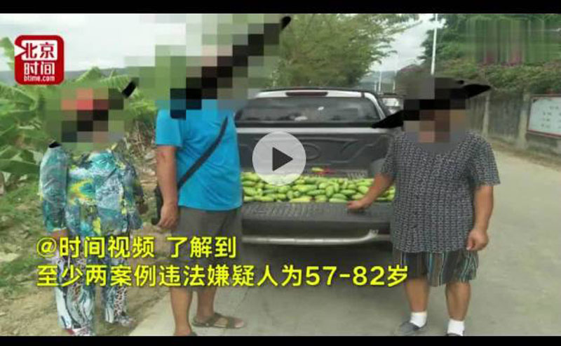 偷盜芒果案例違法嫌疑人 候鳥老人在三亞偷芒果被抓!有閑人都這么玩的嗎?