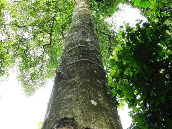 海南沉香樹 海南尖峰嶺沉香茶