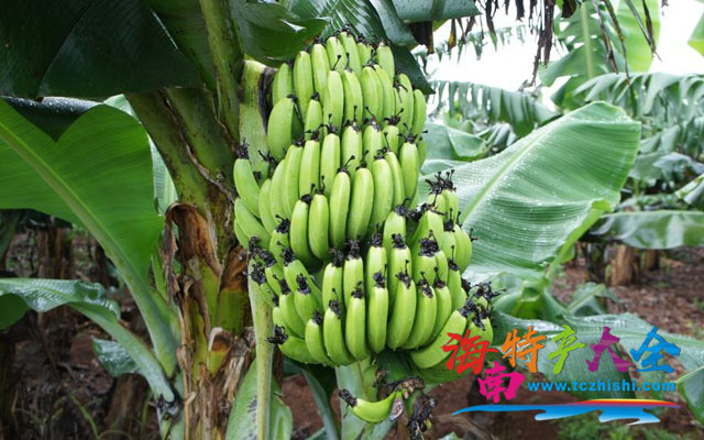 海南香蕉 海南香蕉產地分布介紹,你想知道的都在這里!