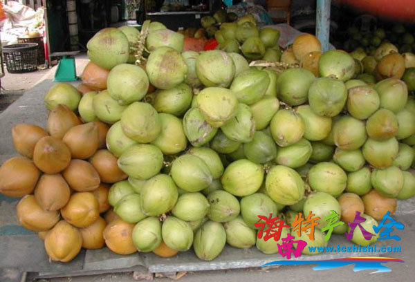 海南椰子 海南椰子